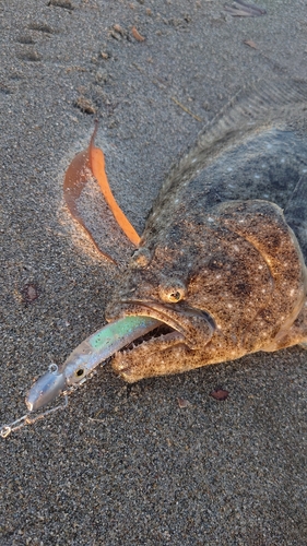 ヒラメの釣果