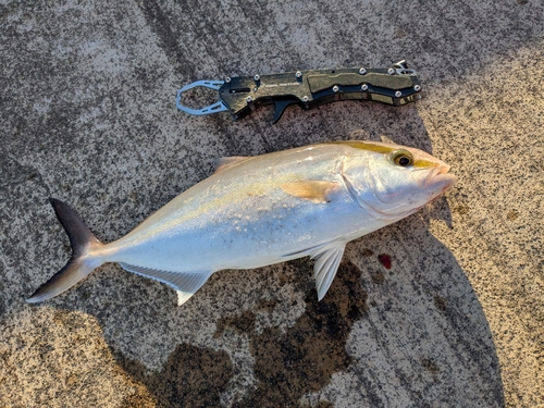 シオの釣果