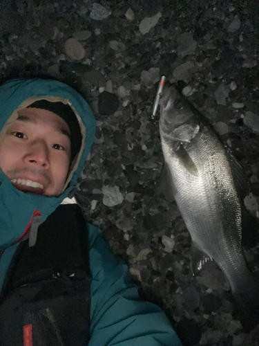 フッコ（ヒラスズキ）の釣果