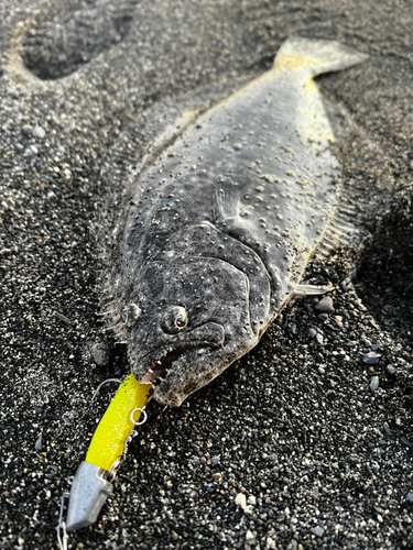 ヒラメの釣果