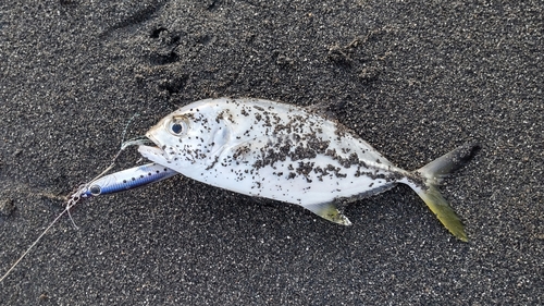 ショゴの釣果