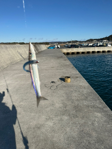 カマスの釣果