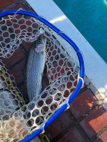 ニジマスの釣果