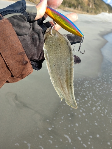 シタビラメの釣果