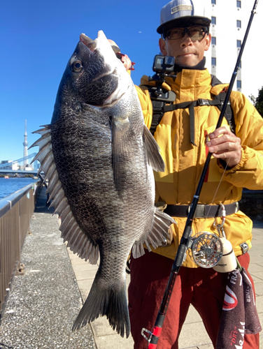 チヌの釣果