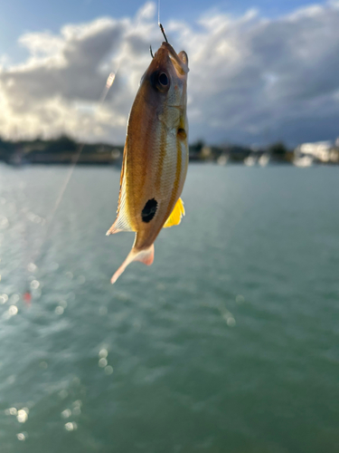 釣果