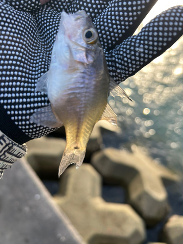 釣果