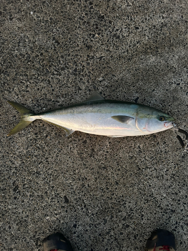 ヤズの釣果