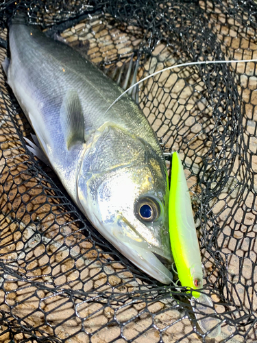 フッコ（マルスズキ）の釣果