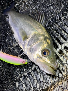 セイゴ（マルスズキ）の釣果