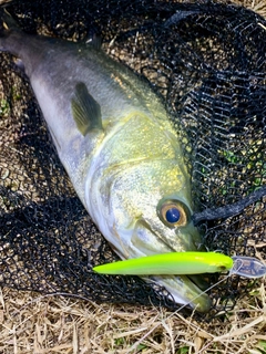 スズキの釣果