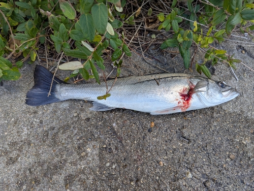 ハネ（マルスズキ）の釣果