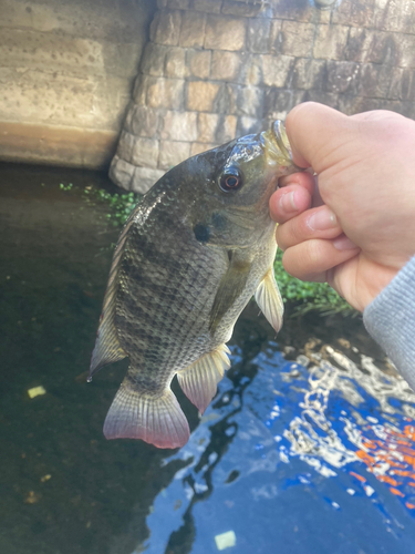 ナイルティラピアの釣果