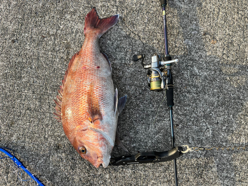 タイの釣果