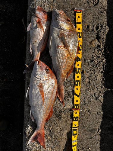 タイの釣果