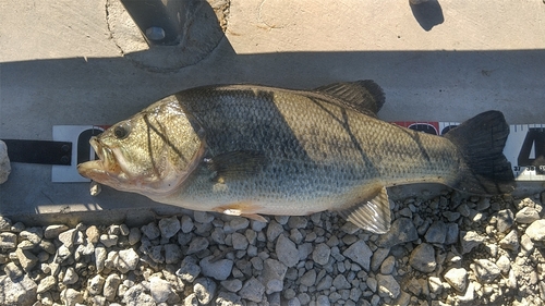 ラージマウスバスの釣果