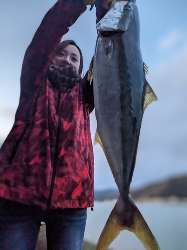 ハマチの釣果