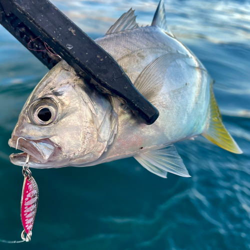 メッキの釣果