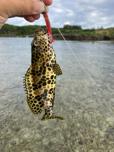 イシミーバイの釣果