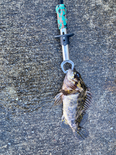 オウゴンムラソイの釣果