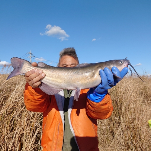 アメリカナマズの釣果