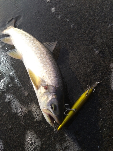 アメマスの釣果