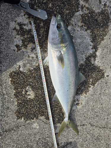 ハマチの釣果