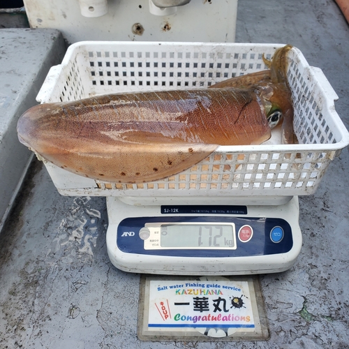 アオリイカの釣果