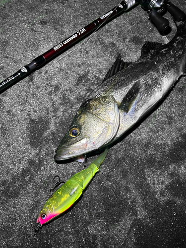 シーバスの釣果