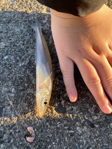 シロギスの釣果