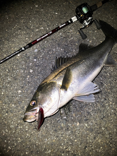 シーバスの釣果