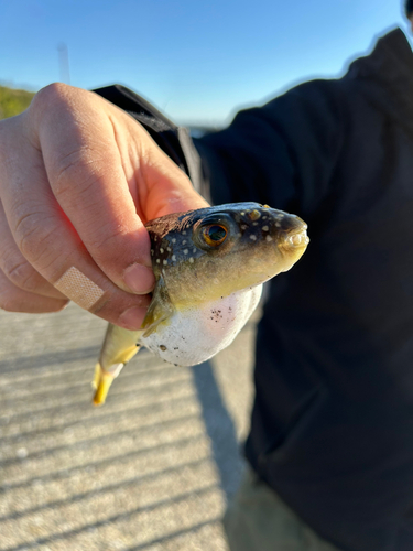 クサフグの釣果