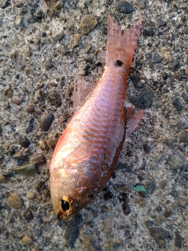 ネンブツダイの釣果