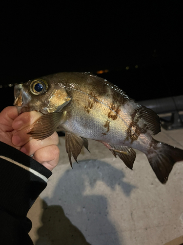 メバルの釣果