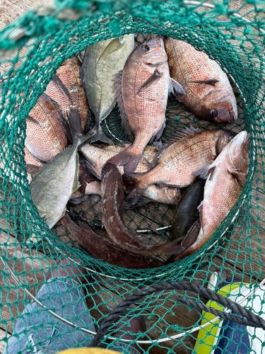 マダイの釣果