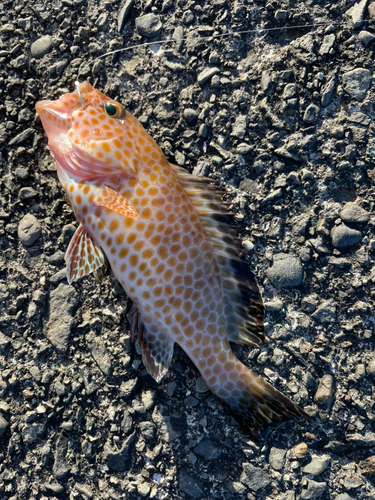 オオモンハタの釣果