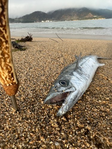 サゴシの釣果