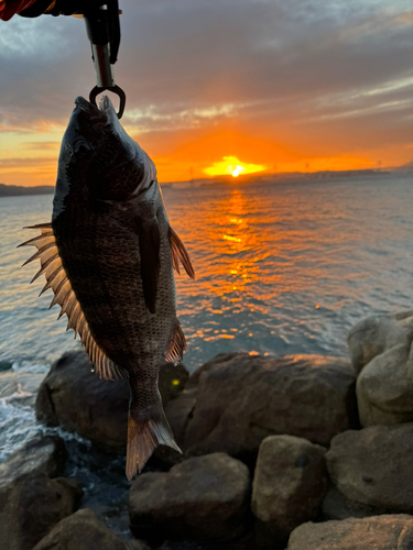 クロダイの釣果