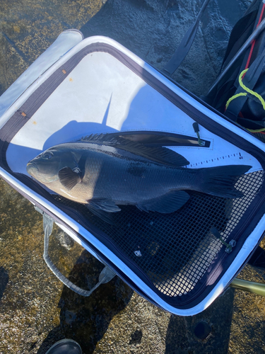 メジナの釣果