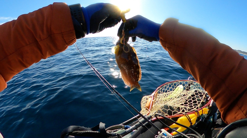 アカササノハベラの釣果