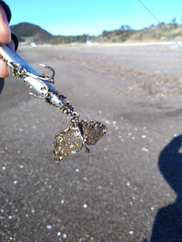 シタビラメの釣果