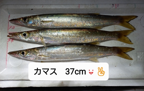 カマスの釣果