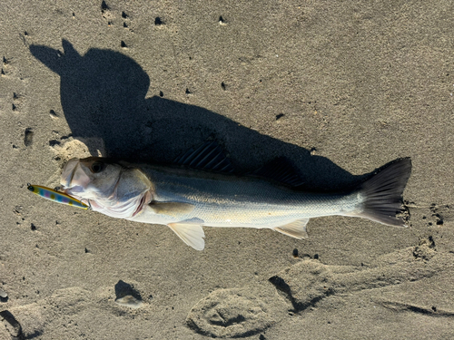 マルスズキの釣果