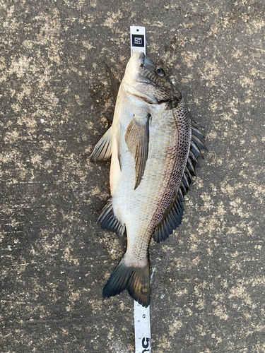 クロダイの釣果