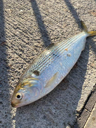 タカベの釣果