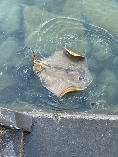 アカエイの釣果