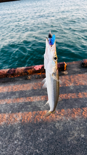 カマスの釣果