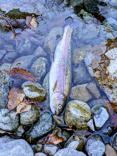 ニジマスの釣果