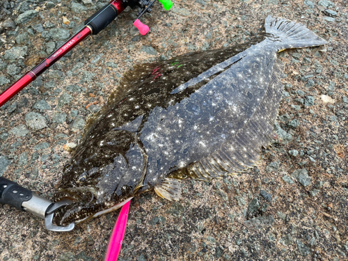 ヒラメの釣果