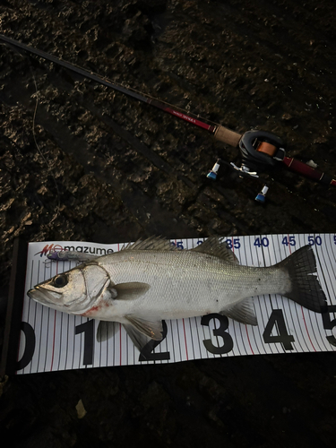 ヒラスズキの釣果